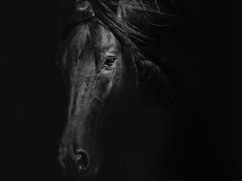 a close up of a horse