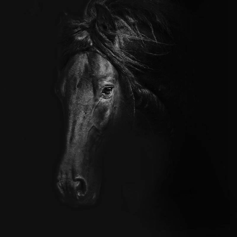 a close up of a horse